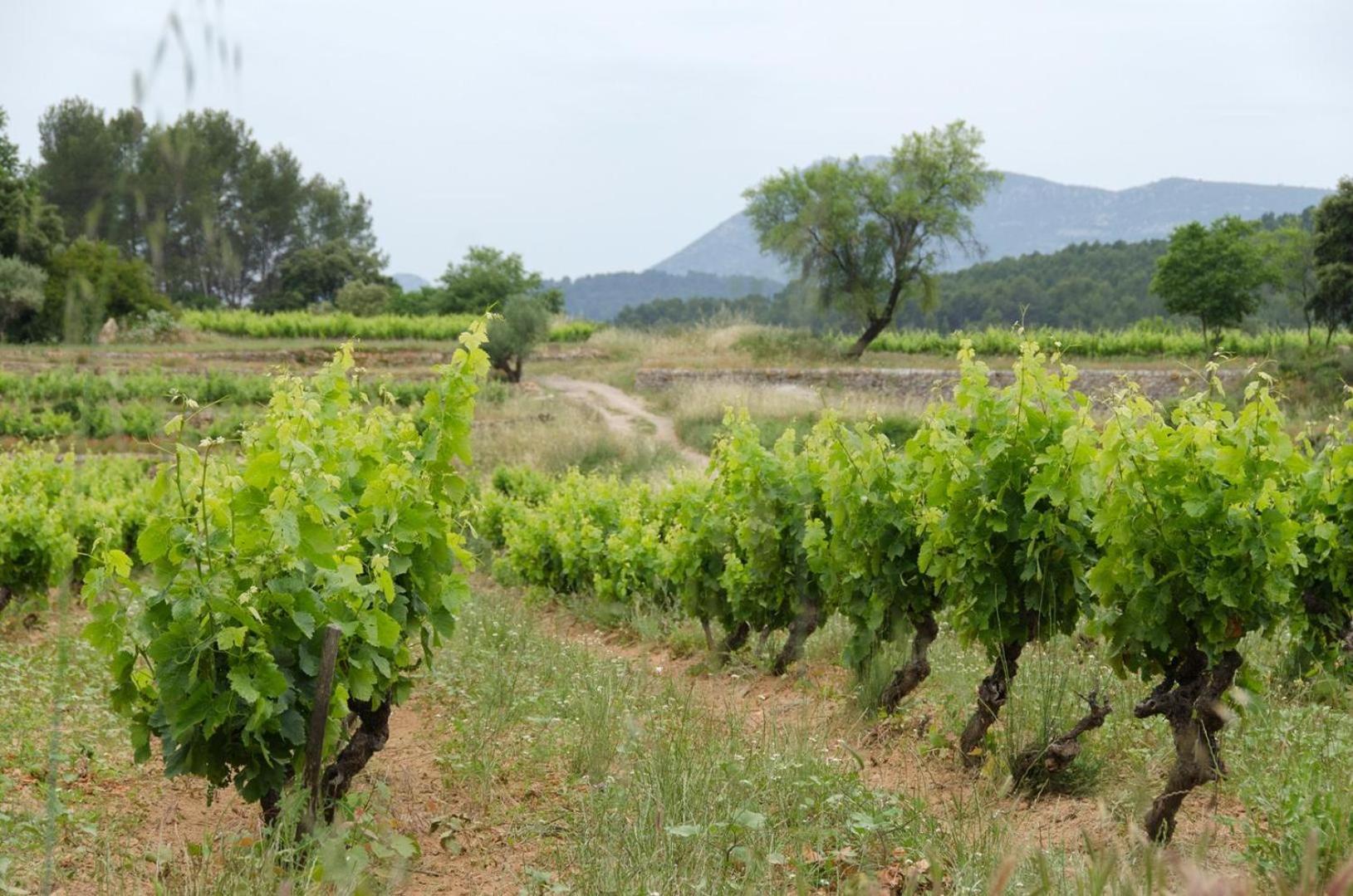 La Maison De Campagne Carces Luaran gambar